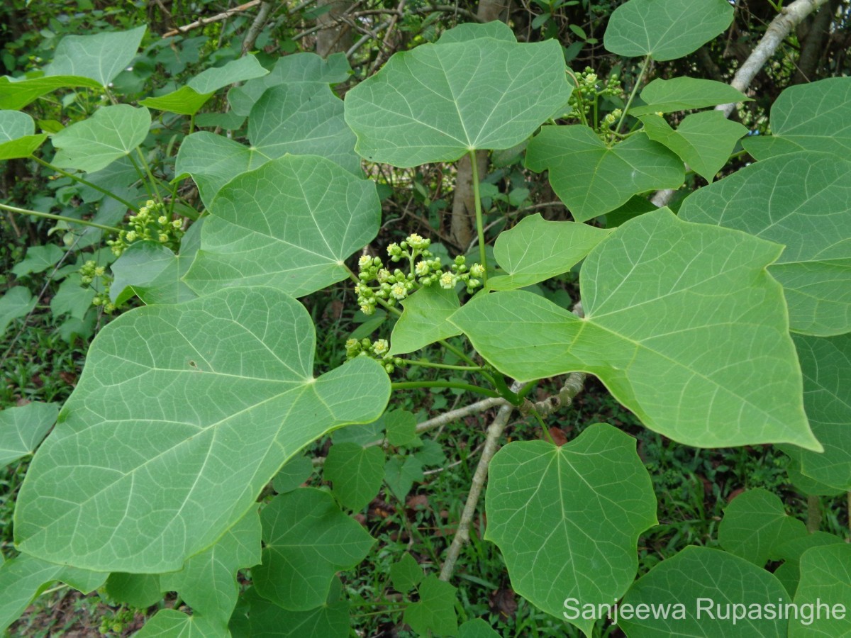 Jatropha curcas L.